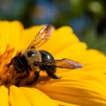 Ziehen Ringelblumen Bienen an? Plus andere Beetpflanzen