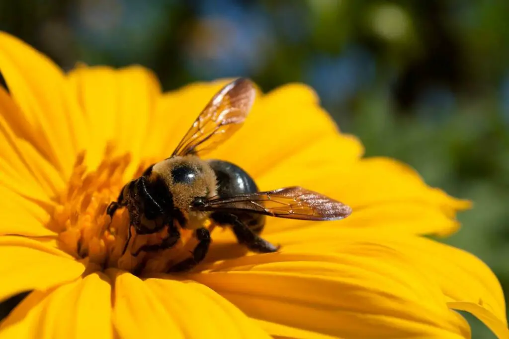 Ziehen Ringelblumen Bienen an? Plus andere Beetpflanzen
