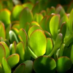 Blühen Jade-Pflanzen – Fakt oder Fiktion?