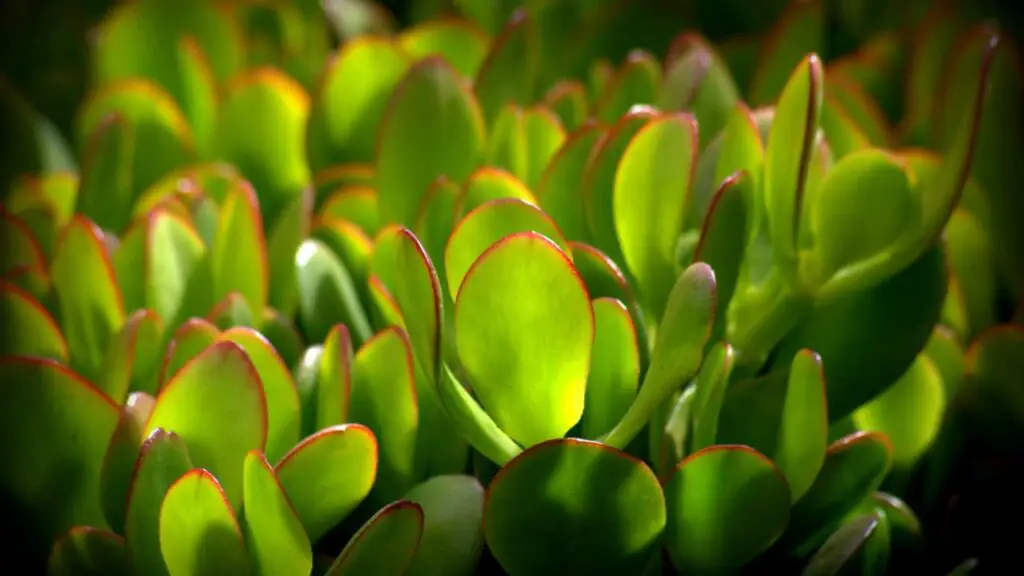 Blühen Jade-Pflanzen - Fakt oder Fiktion?