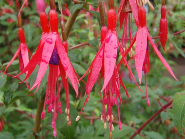Wann Fuchsien für den Winter geschnitten werden sollten