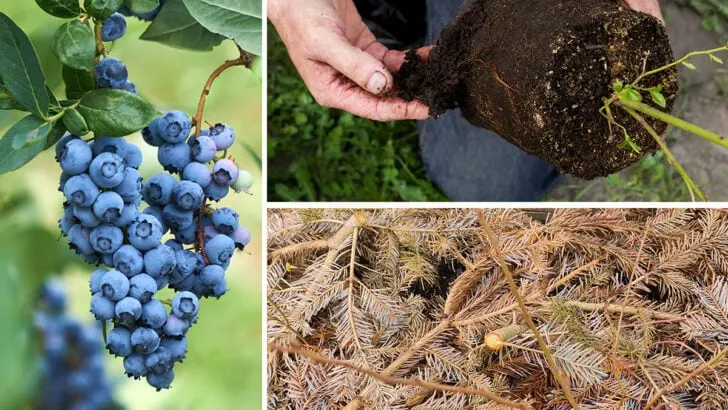 5-top-tis-for-bigger-blueberry-harvests-728×410.jpg