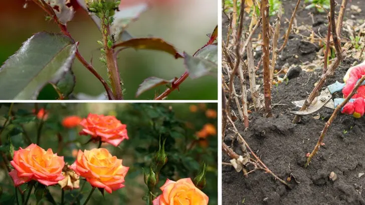 7-top-tips-for-beautiful-roses-728×410.jpg