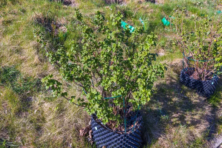 Erfolgreicher Anbau von Schwarzen Johannisbeeren in Töpfen