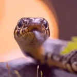 Können Schlangen Popcorn essen?