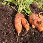 Häufige Probleme beim Anbau von Karotten