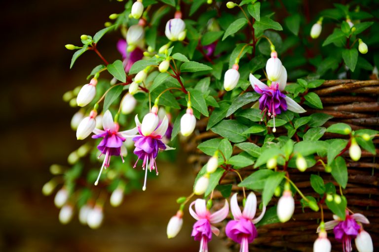Fuchsienblätter werden gelb