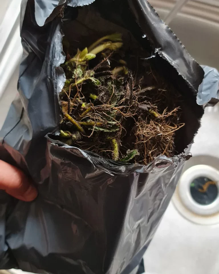 Wie man Erdbeeren mit nackten Wurzeln pflanzt
