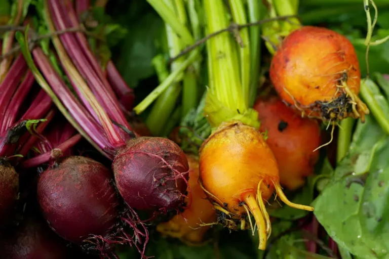 Rote Bete anbauen: Eine Schritt-für-Schritt-Anleitung