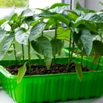 Wie man Paprika aus Samen im Haus anbaut