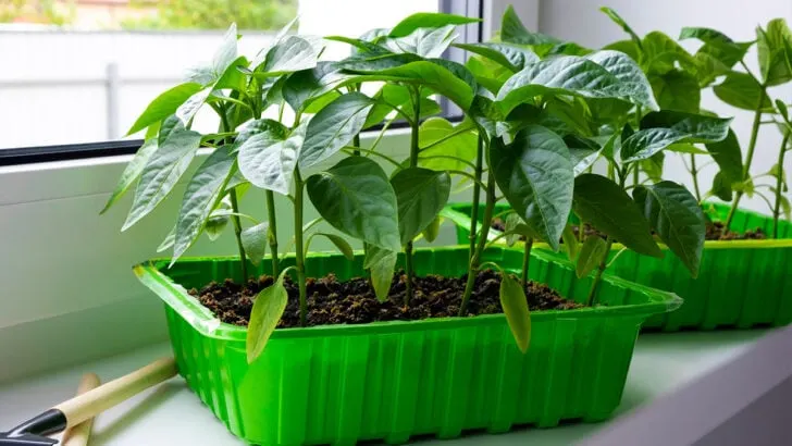 Start-Pepper-Seeds-Indoors-728×410.jpg