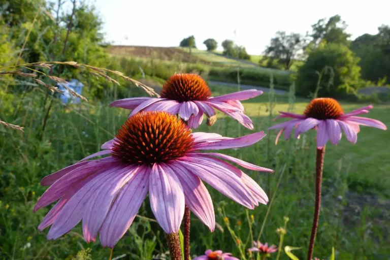 Fressen Schnecken Echinacea? ANTWORT und wie man vorbeugen kann