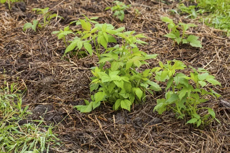 Wie man Himbeeren anbaut: Einfache Schritte für eine reiche Ernte
