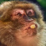 Können Affen Popcorn essen?