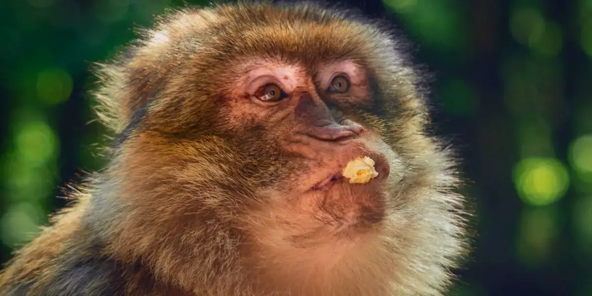 Können Affen Popcorn essen?