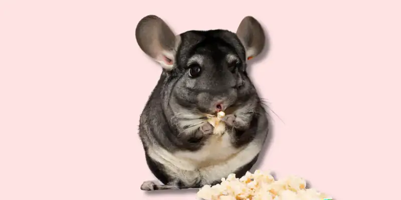 Können Chinchillas Popcorn fressen?