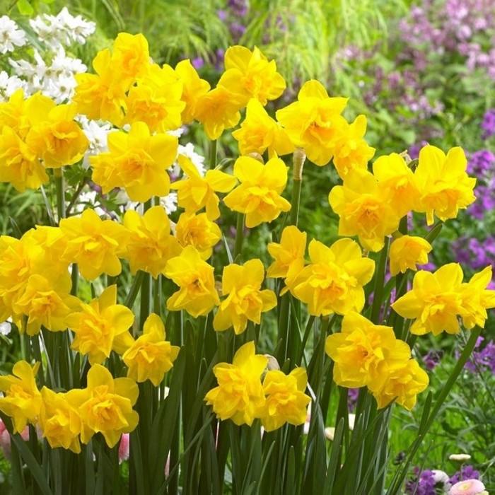 daffodil-narcissus-golden-delicious-double-d2b