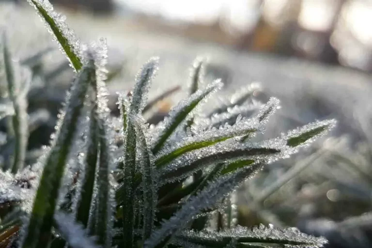 Stirbt Gras im Winter ab?
