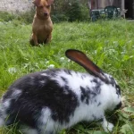 Wie man Kaninchen loswird, ohne sie zu töten (harmlose Methoden)