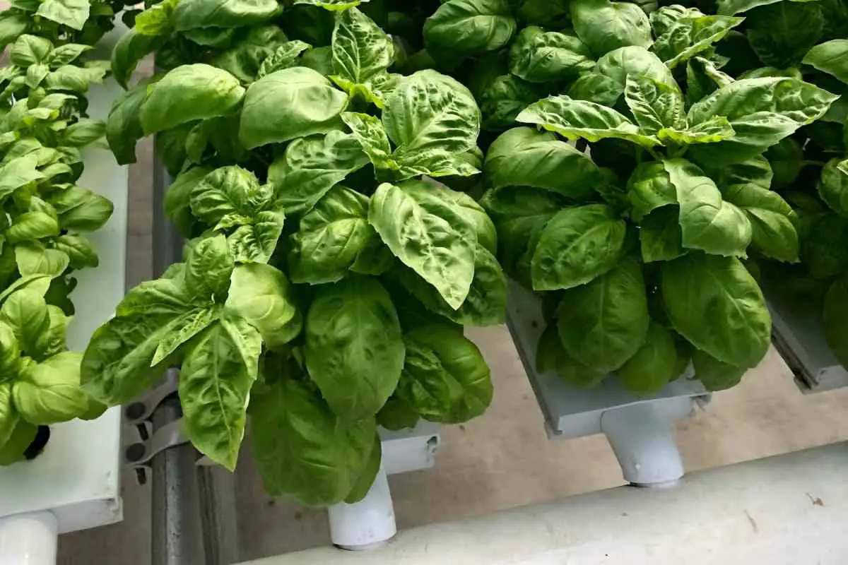 growing_hydroponic_basil_guide