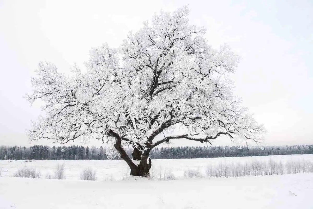 Können Bäume im Winter wachsen?