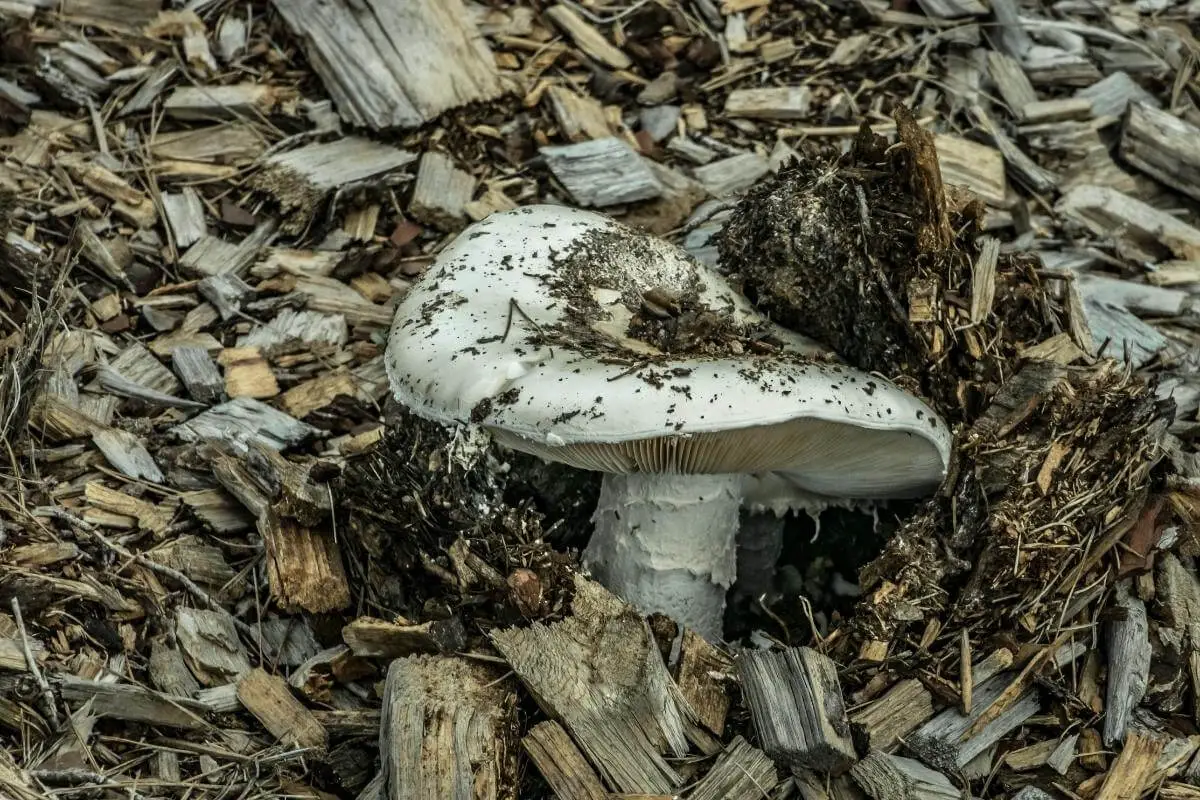how_to_use_mushroom_compost