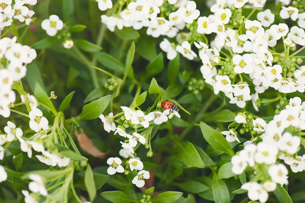 Wie Sie Marienkäfer in Ihren Garten locken: Die besten Tipps und Tricks
