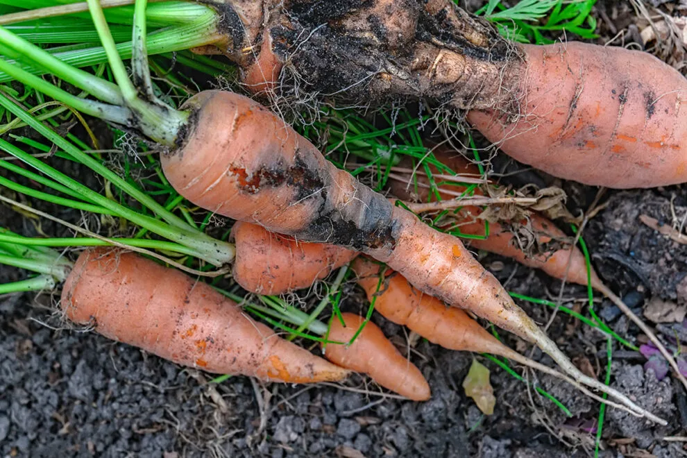 Häufige Probleme beim Anbau von Karotten