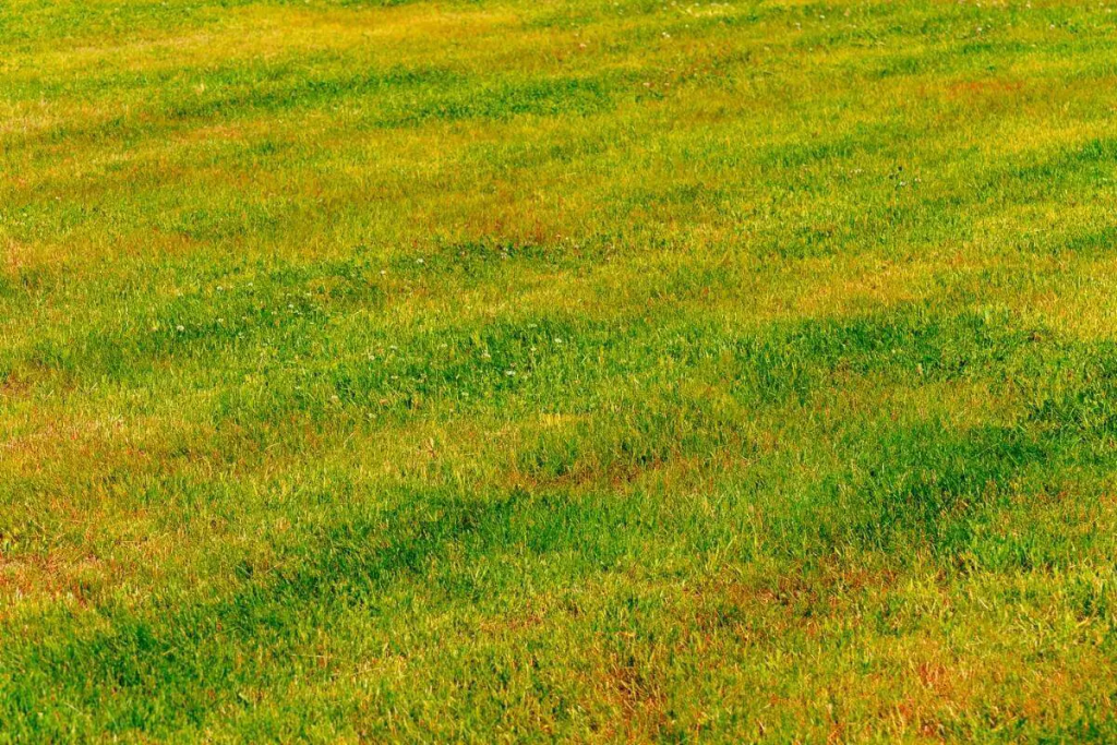 Kann gelbes Gras wieder grün werden? (Lassen Sie uns erklären, wie)