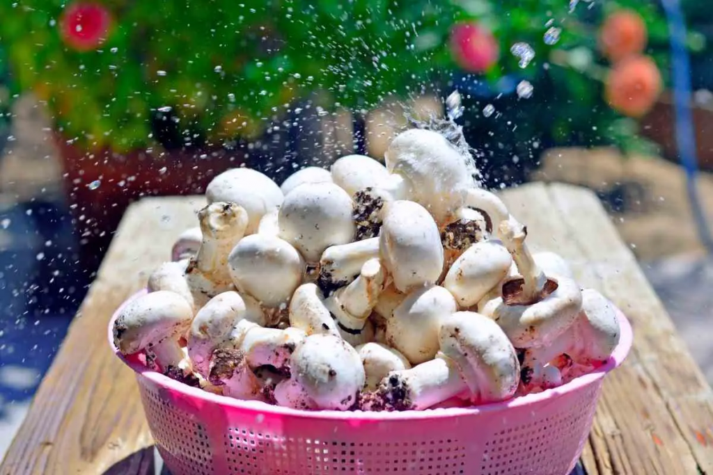 7 Tipps für den ersten Pilzanbau in Innenräumen