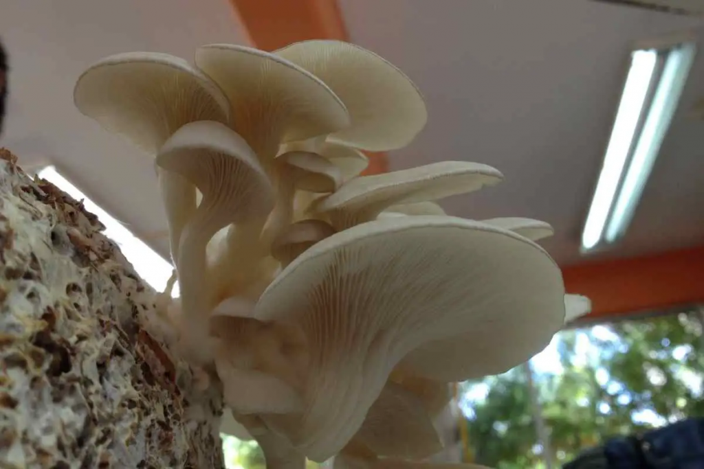 7 Tipps für den ersten Pilzanbau in Innenräumen