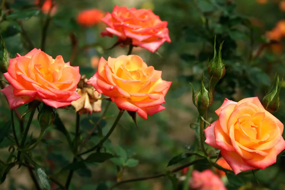 7 Tipps für die Aufzucht schöner Rosen!