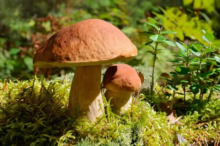 Haben Pilze Wurzeln?