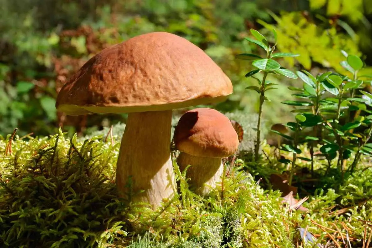 is_mushroom_plant