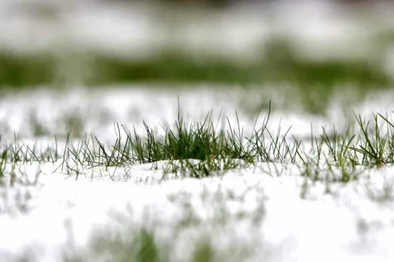 Sollte man den Rasen im Winter wässern?