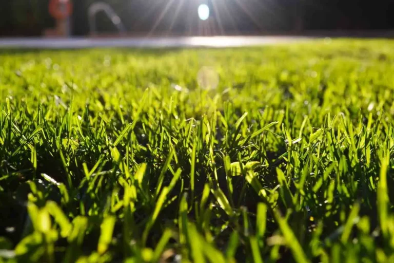 Was bewirkt Stickstoff im Rasen (einfache Erläuterung)