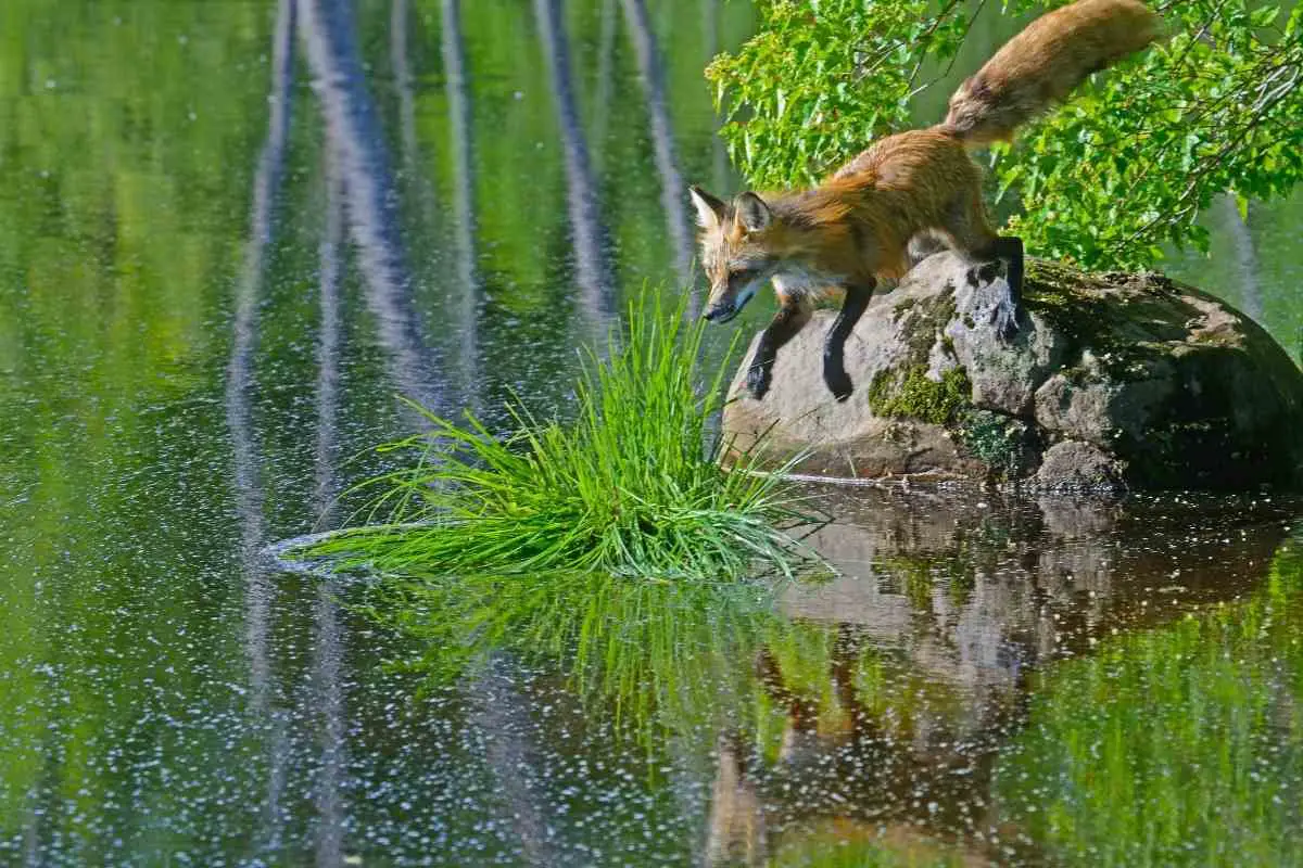 do_foxes_take_fish_from_backyard_ponds