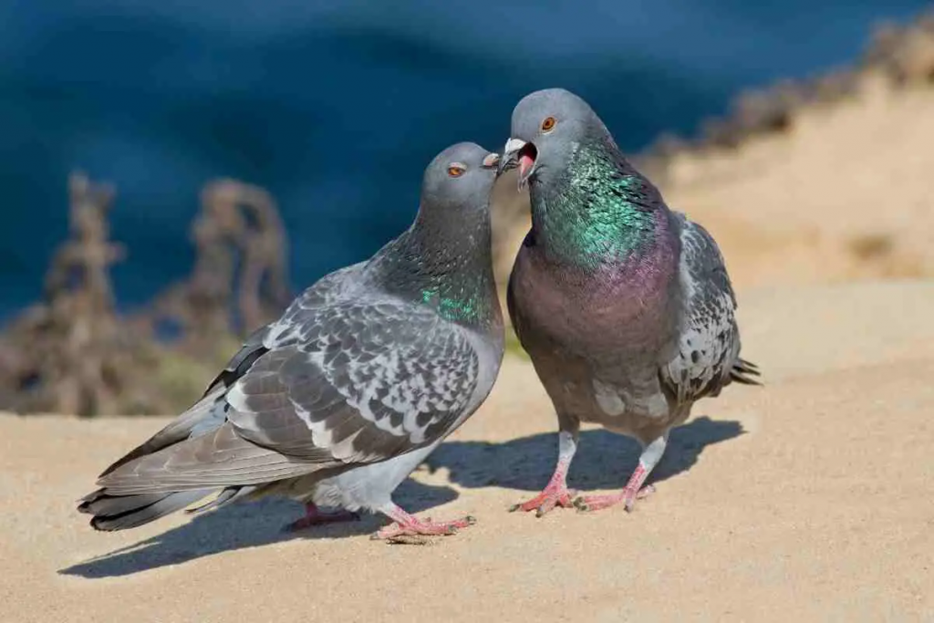 Paaren sich Tauben ein Leben lang? Die verblüffenden Fakten