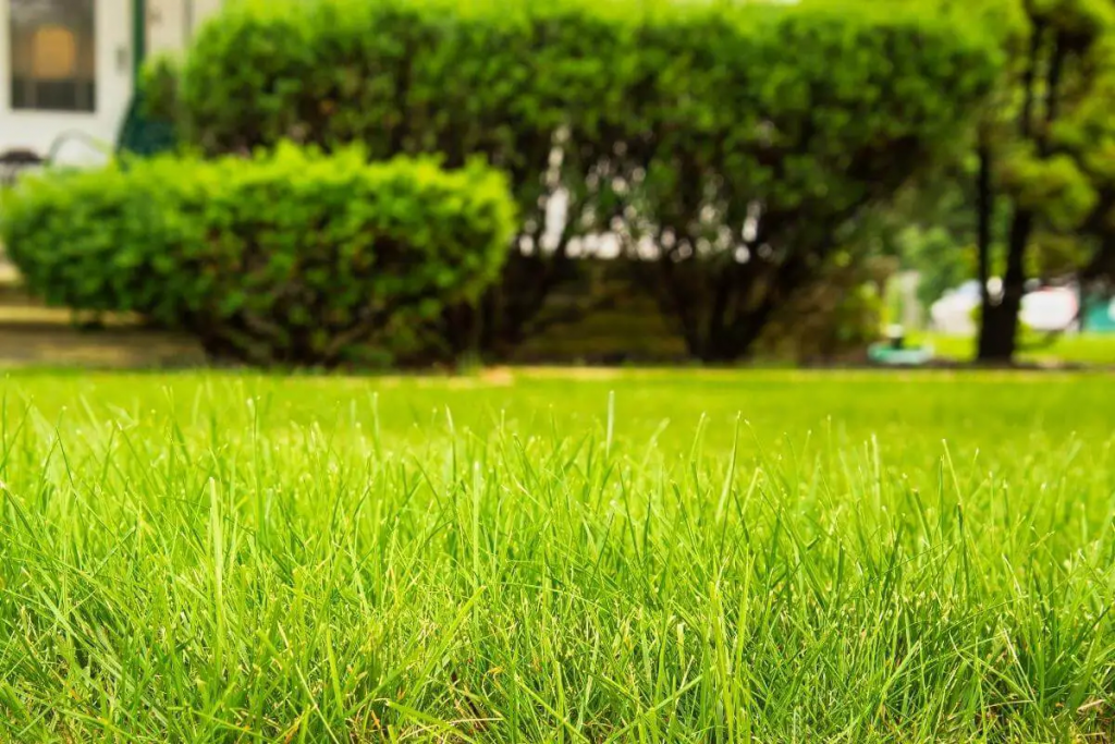 Können Mähroboter langes Gras oder Unkraut mähen?