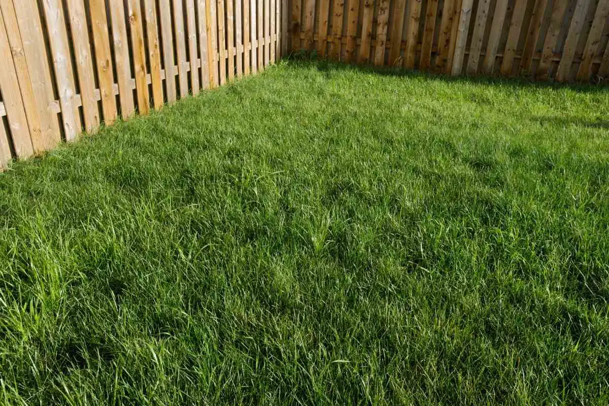 Können Mähroboter langes Gras oder Unkraut mähen?