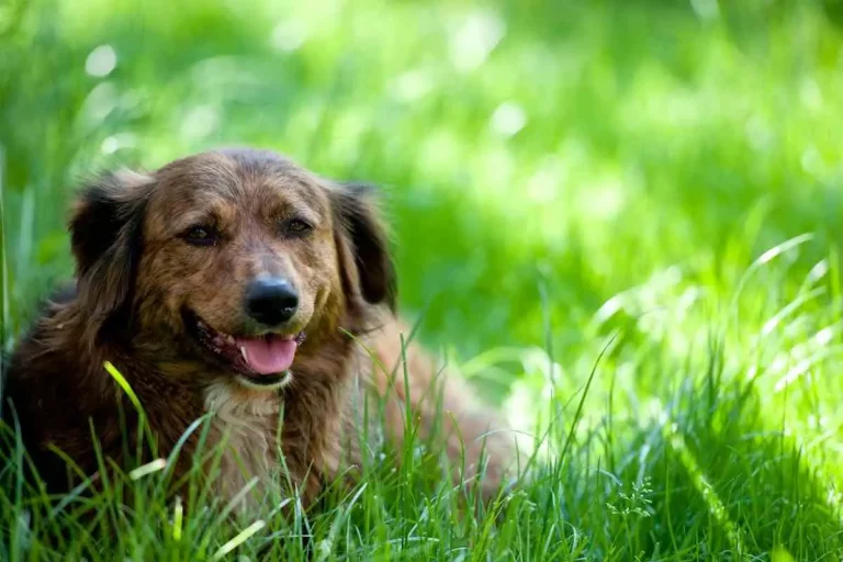 Warum hat mein Rasen gelbe Streifen?