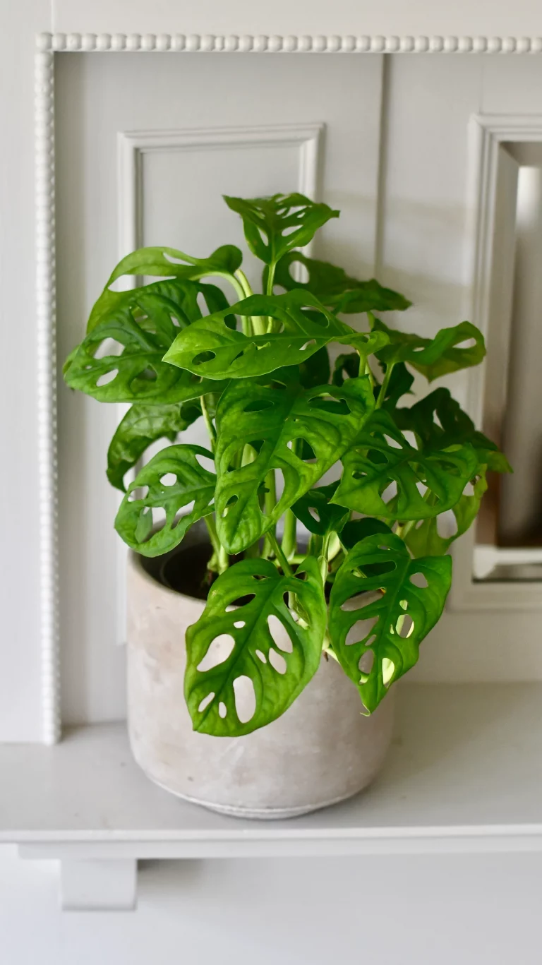 Wie viel Licht braucht eine Monstera?