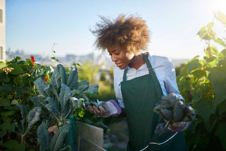 African-American-Woman-Tending-to-Kale-in-Communal-Urban-Garden-large.jpg