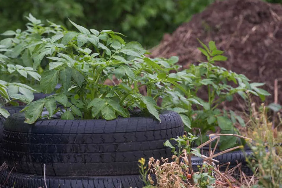 Canva-Potatoes-growing-in-tire-beds-large.jpg
