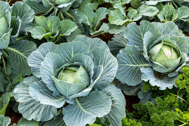 Heads-of-cabbage-Brassica-oleracea-var.-capitata