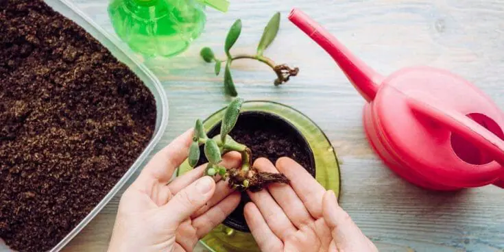 Stirbt Ihre Jadepflanze? 6 Dinge, auf die Sie achten sollten!