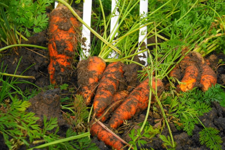 10 Tipps für den Möhrenanbau