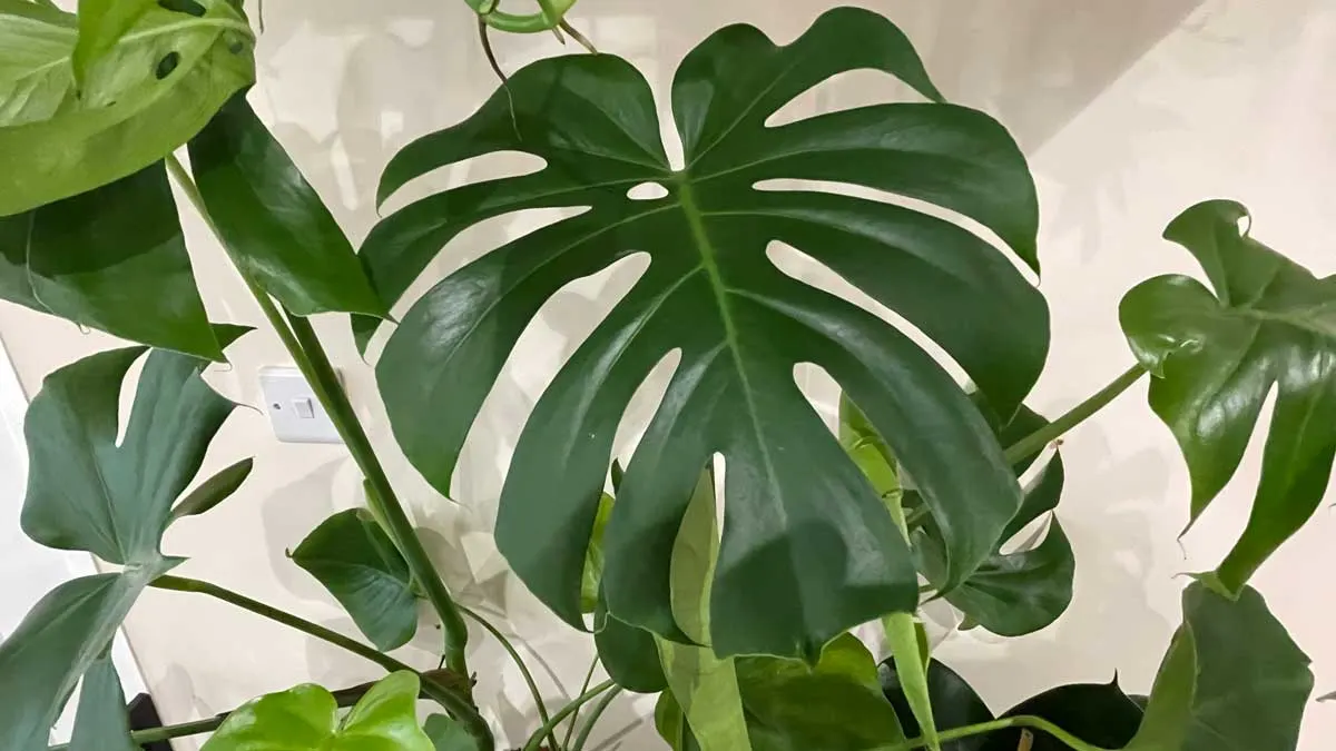 Monstera-Delicisoa-showing-a-leaf-with-its-first-hole.jpg