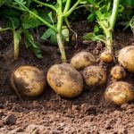 10 Wege, um festzustellen, wann Kartoffeln geerntet werden müssen