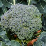Tipps und Tricks für den Anbau von Brokkoli in Containern
